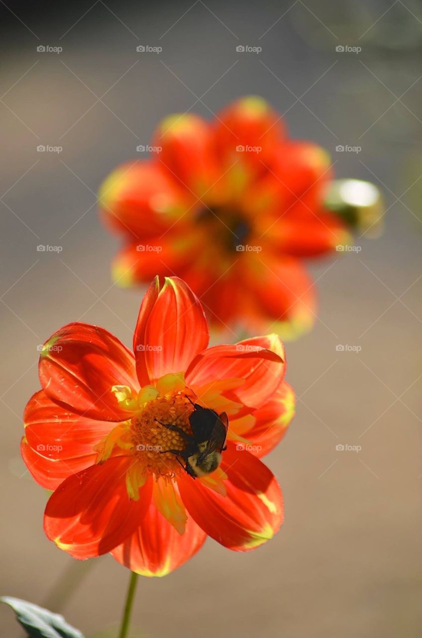 Bee on Flower