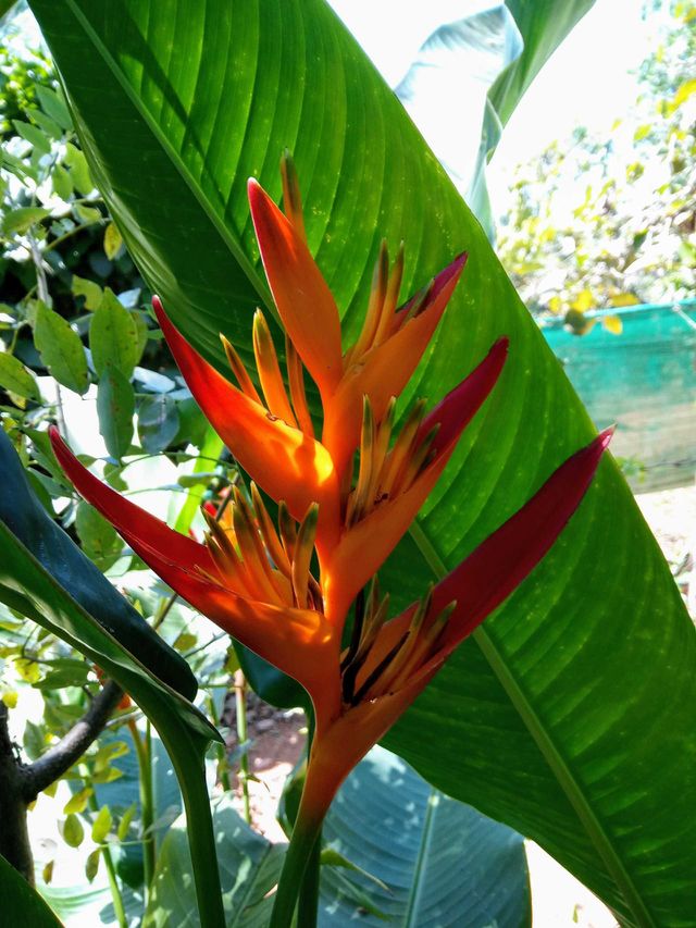 orange flower