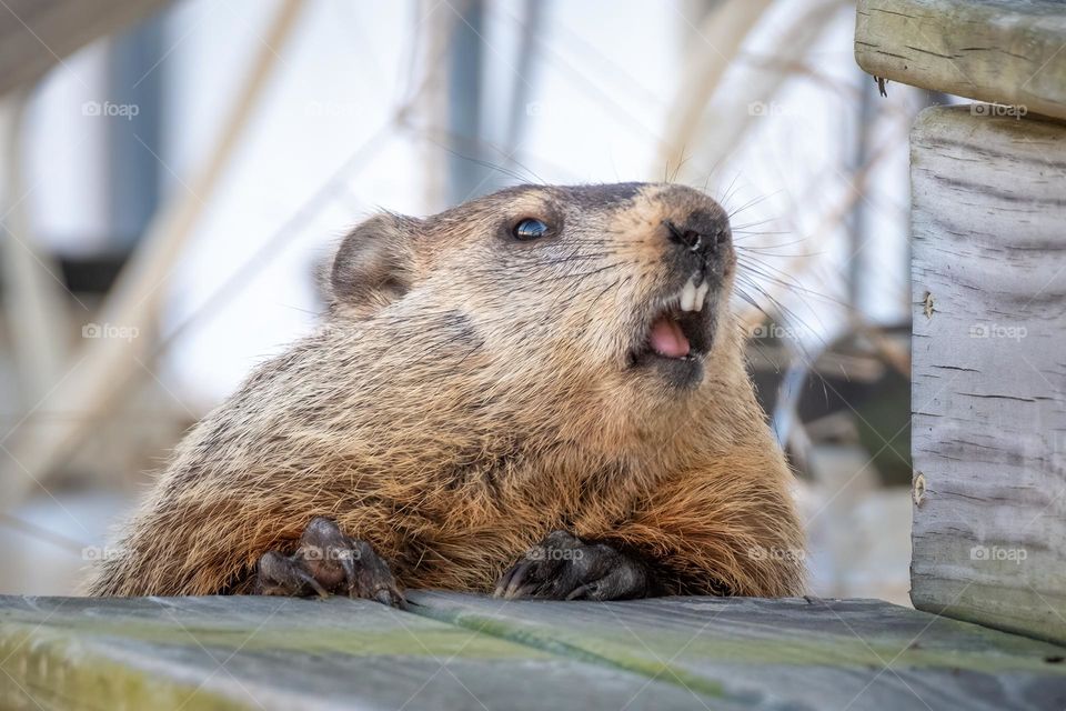 Some sort of communication going on here. Groundhog 