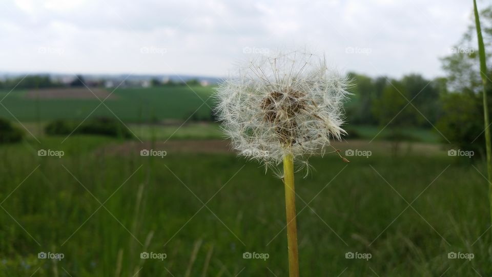 PUSTEBLUME LOEWENZAHN