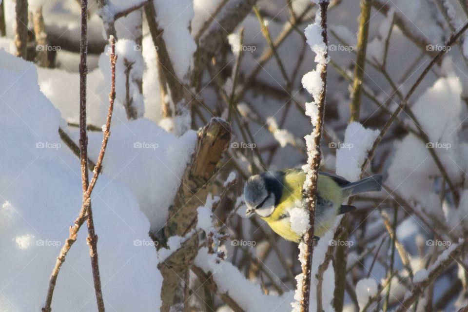 Winter - small yellow blue bird snow - blue tit .
Blåmes vinter snö