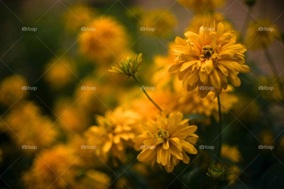 Beautiful Golden chrysanthemums