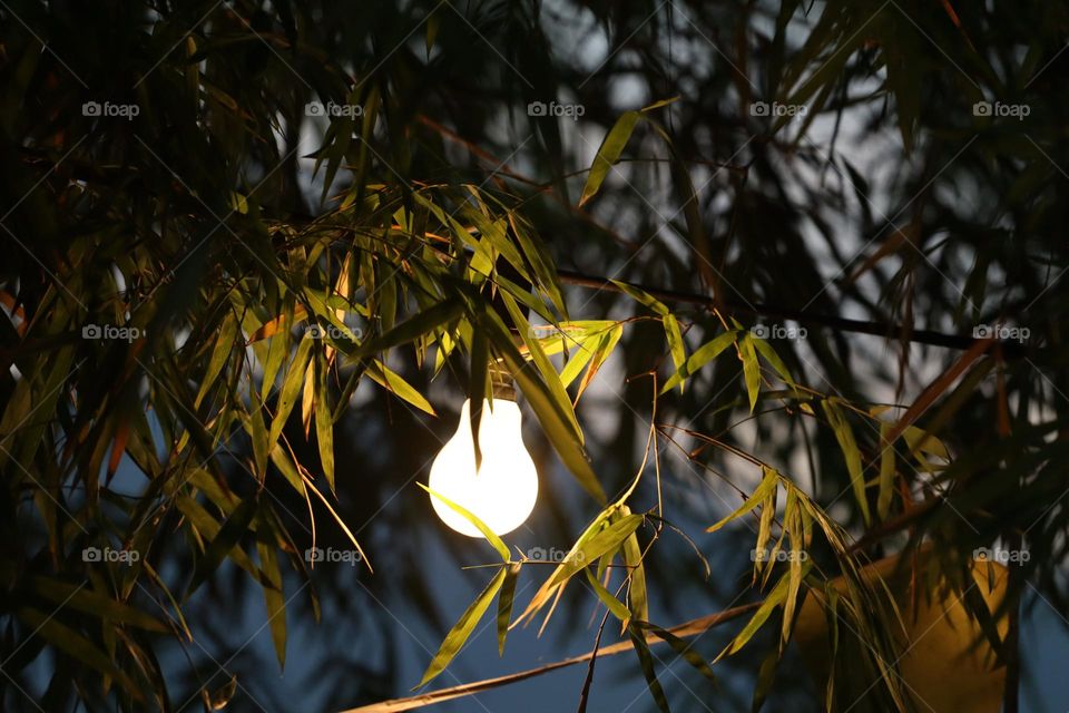 A lamp lights up around the bamboo leaves at nigh