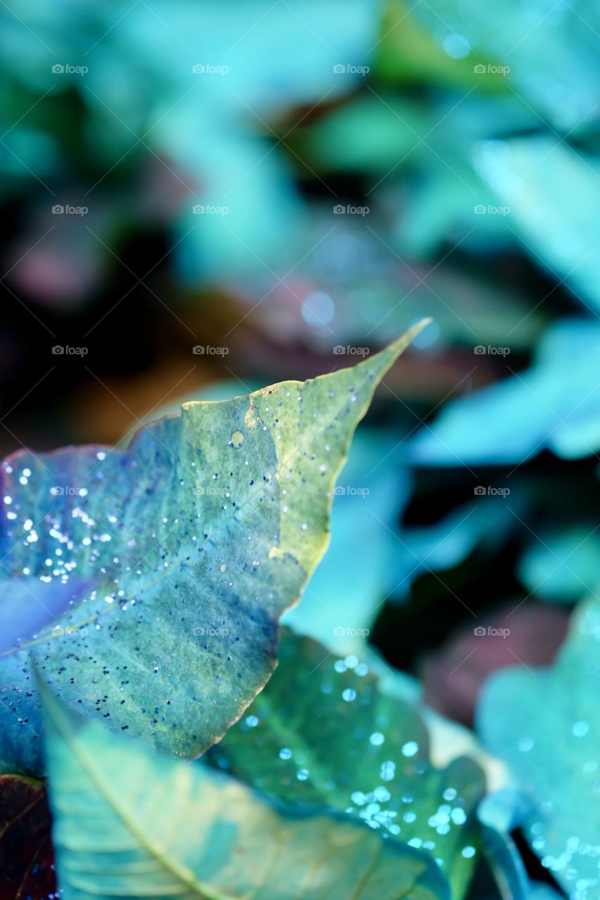 Turquoise Blue Glittery Poinsettia Leaf 