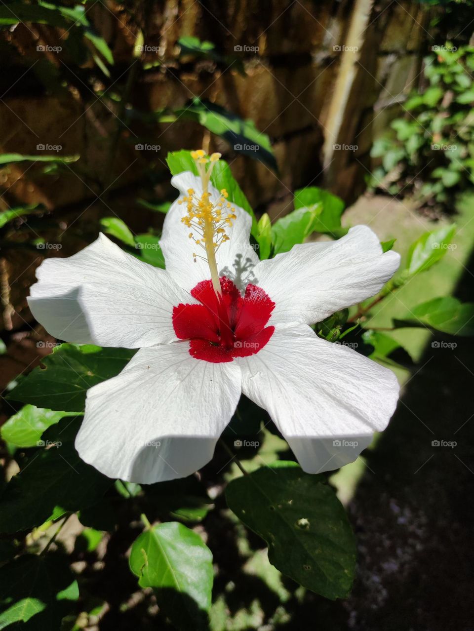 White and blood red hibiscud