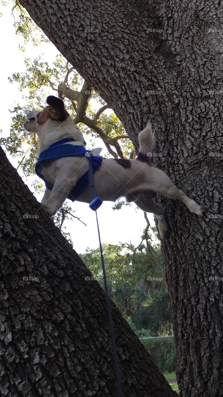 Dog climbing tree