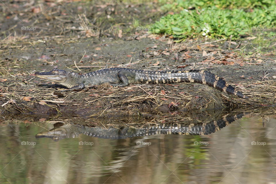 Young alligator on bank