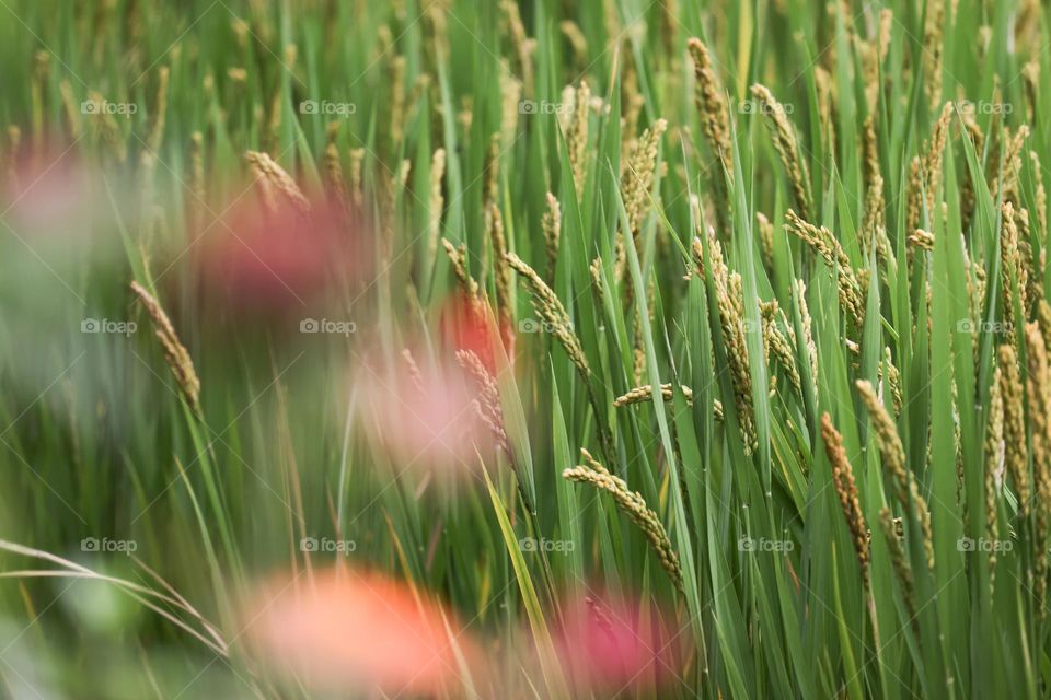 花花稻田