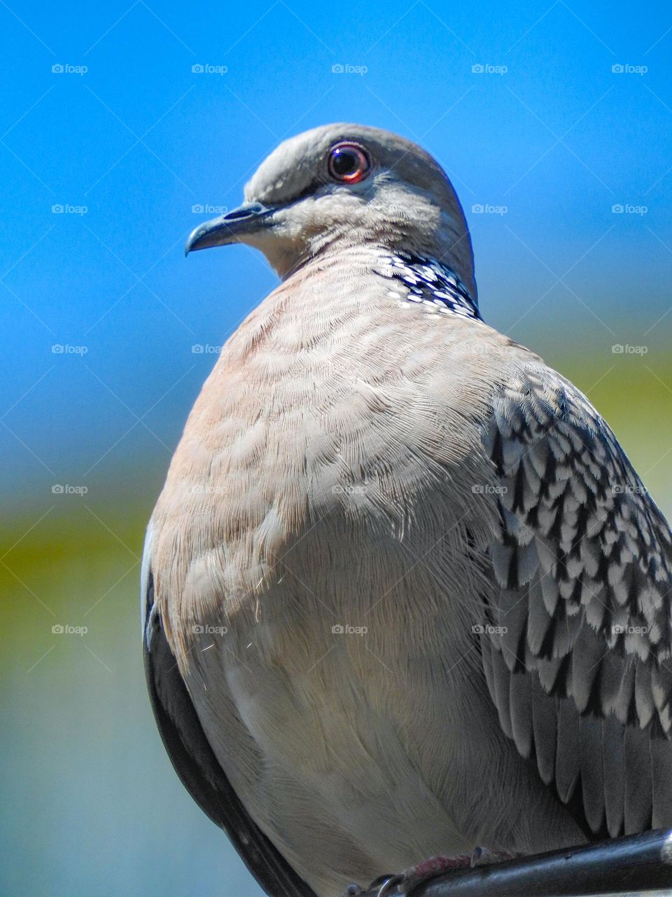 Spotted dove bird