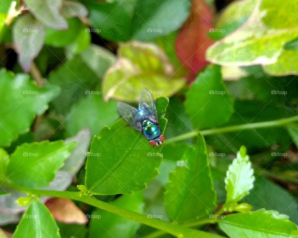 A fly landed on leaf