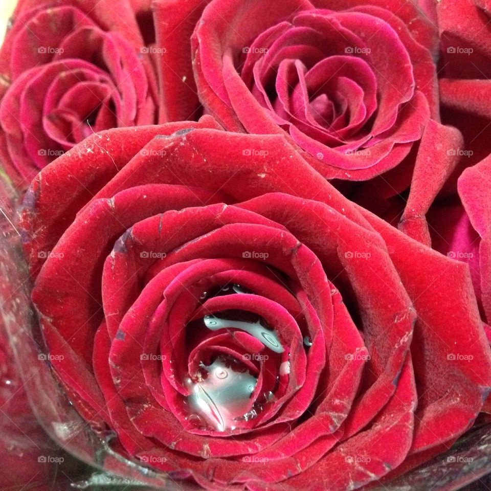 Aqua en rose