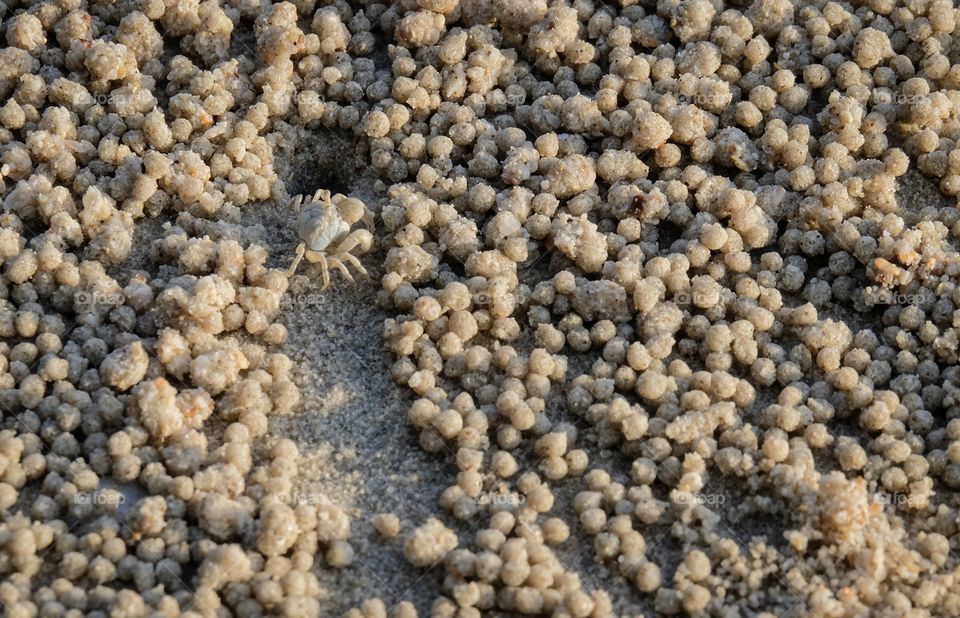 Ghost crab mold sand to ball shape from its hole