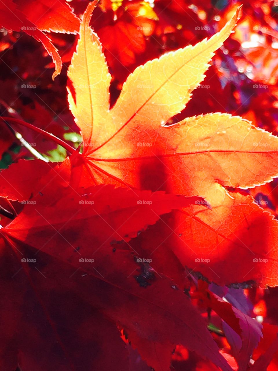 Leaf, Fall, Maple, Color, No Person