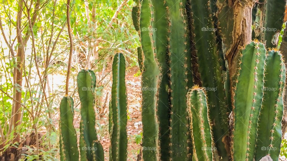 green colour story 