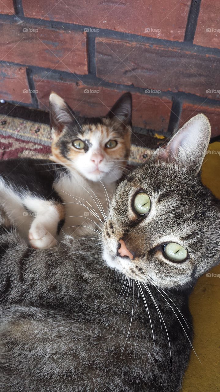 Cat Mother & Daughter. Our beautiful Julia & Chloe snuggling