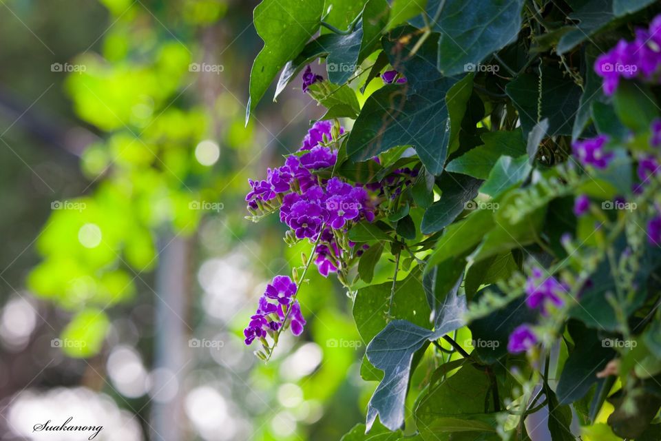 Flowers in the garden