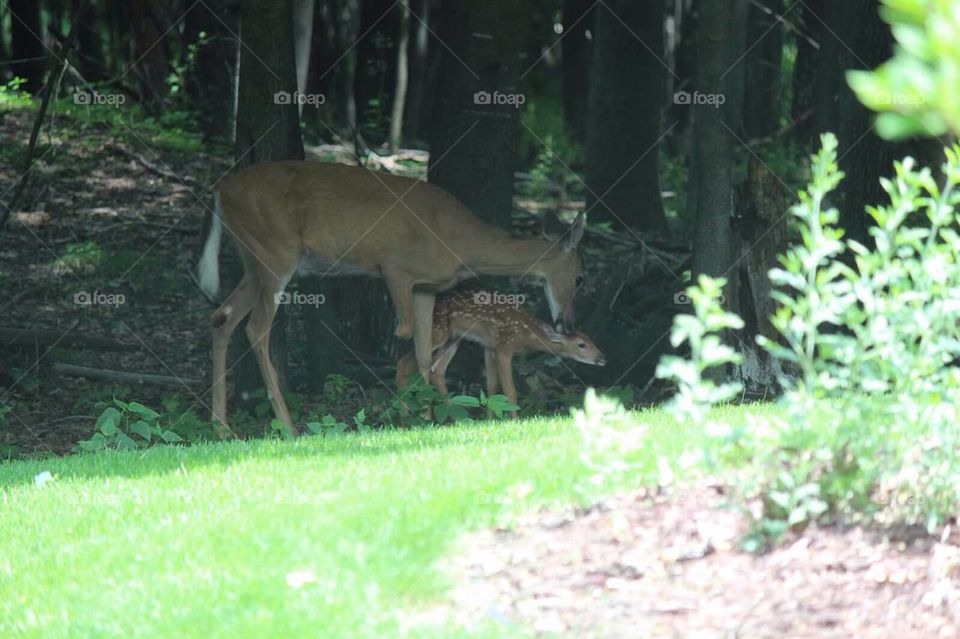 3 legged doe and her fawn
