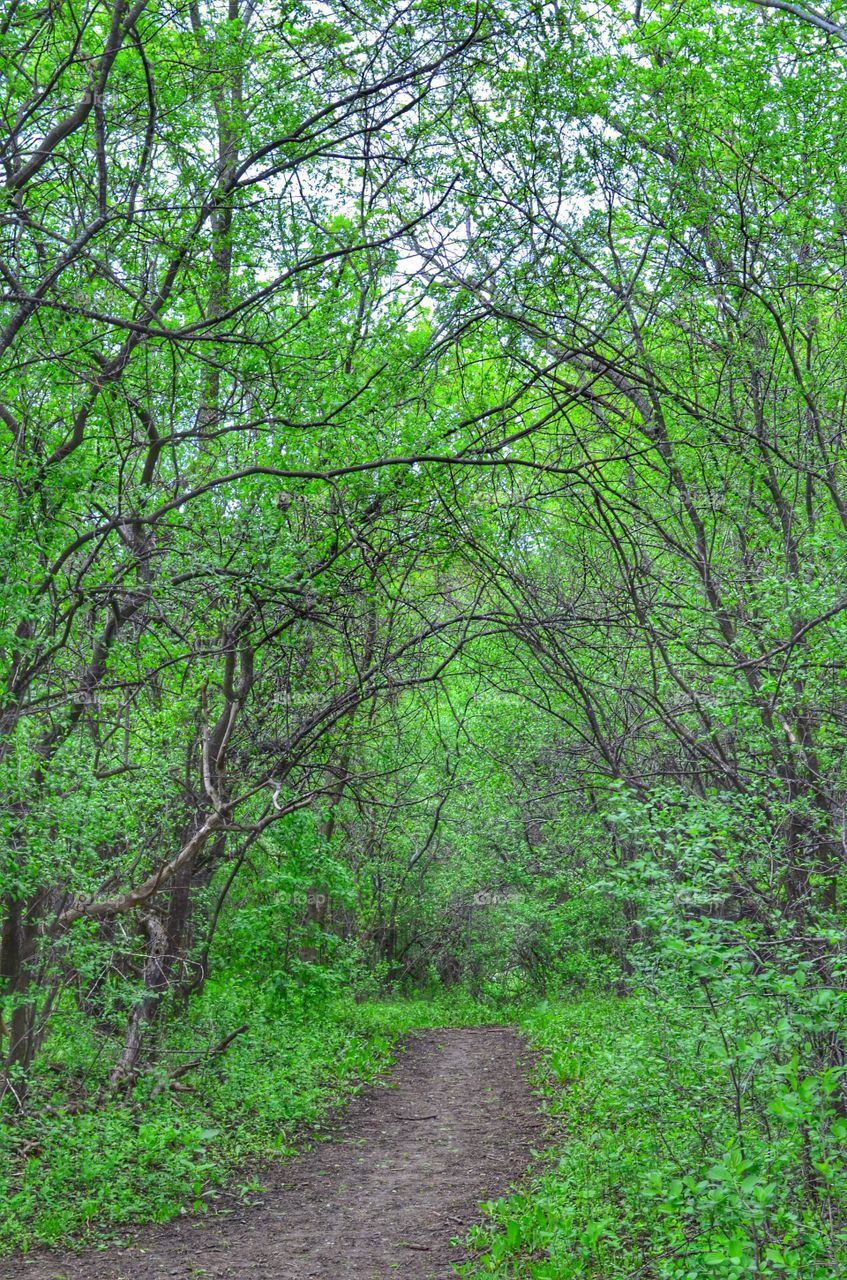Footpath passing through forest