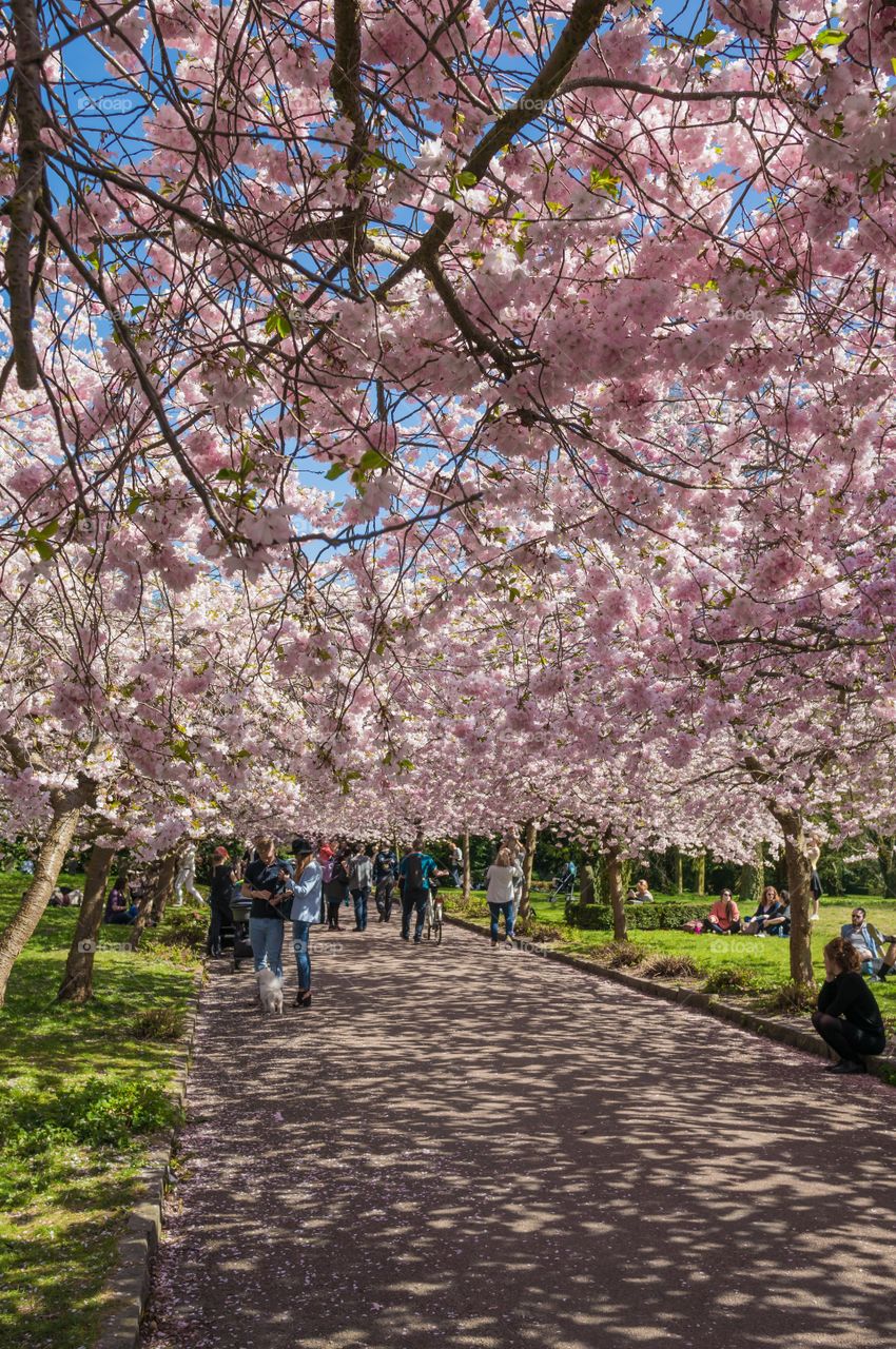 Pink park