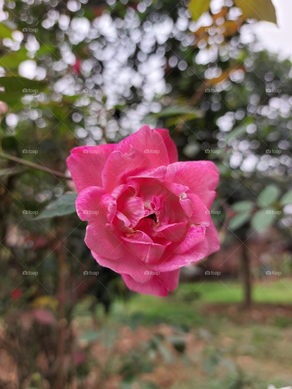 pink rose flowers