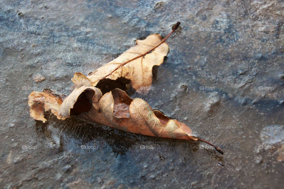 leaves frozen in an ice puddle in