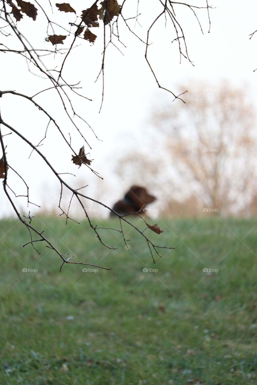 Dog laying in the grass in summer.