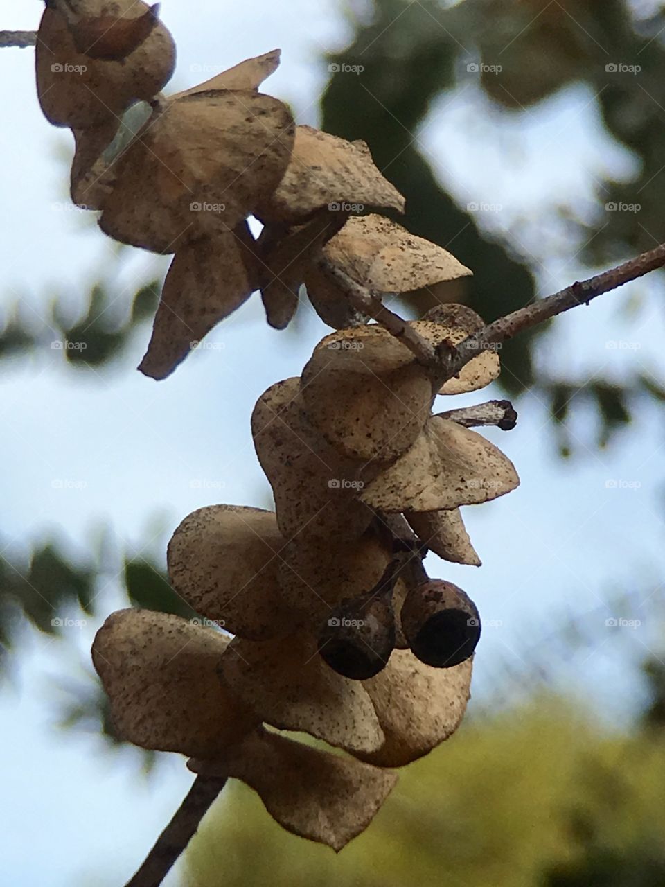 Eucalyptus closeup