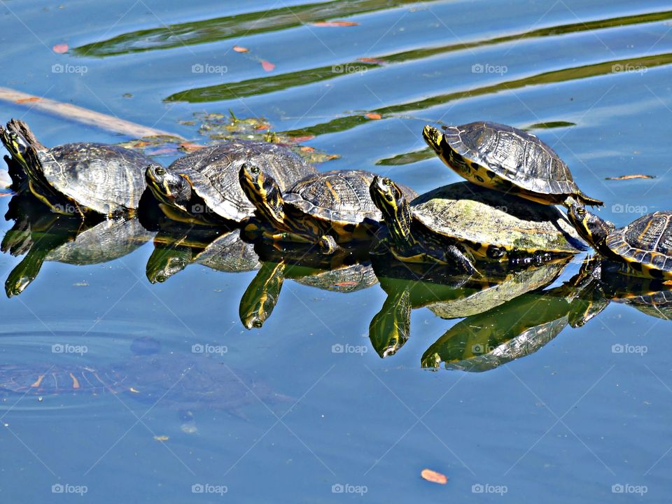 Yellow-Bellied Slider are attractive turtles that make great pets. Even though they are not as well known or as popular as the similar Red-Eared Slider, these animals are a good choice for those who wish to add a turtle to their family