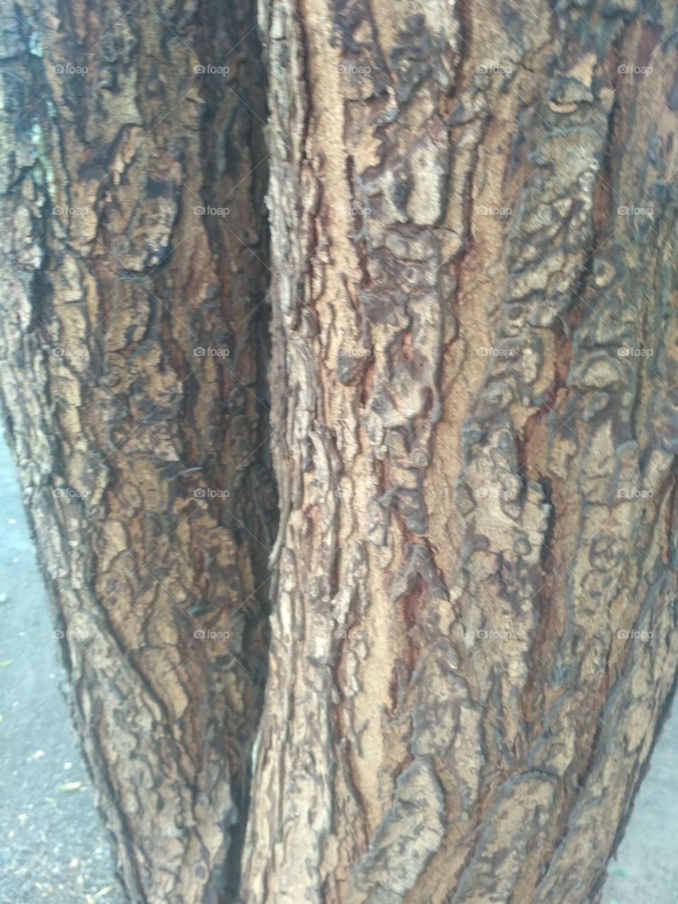 awesome wood of tree and look like to awesome pattern of tree