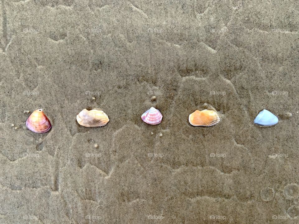 Assorted mollusc shells in the sand