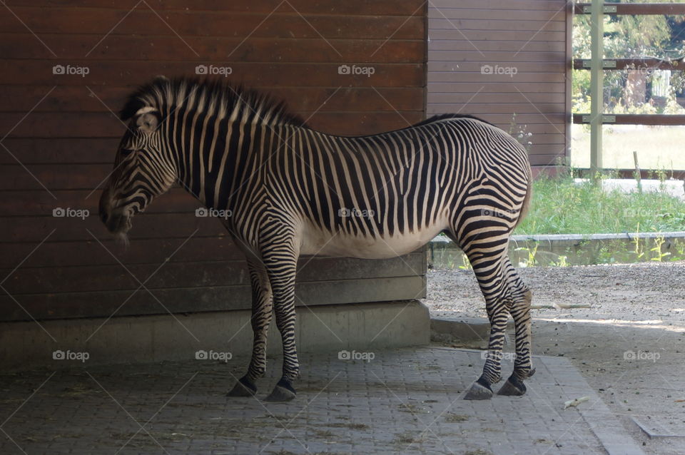 Zebra
