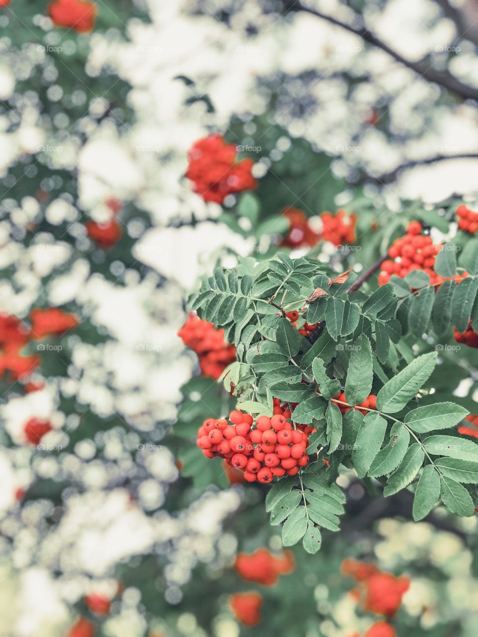 autumn colorful rowanberry