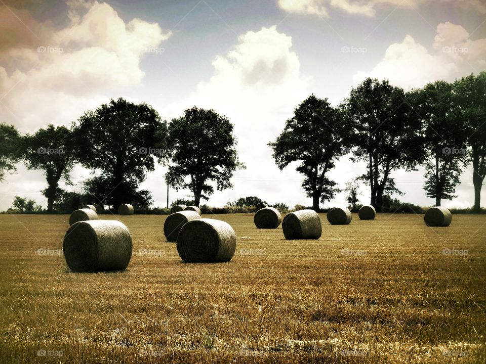 roundballer and tree