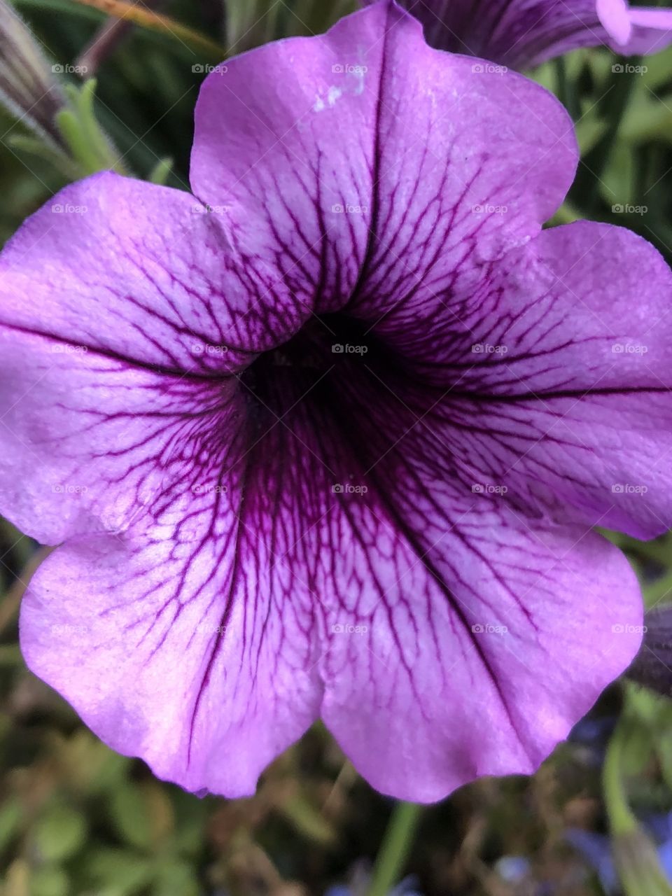 Purple flower