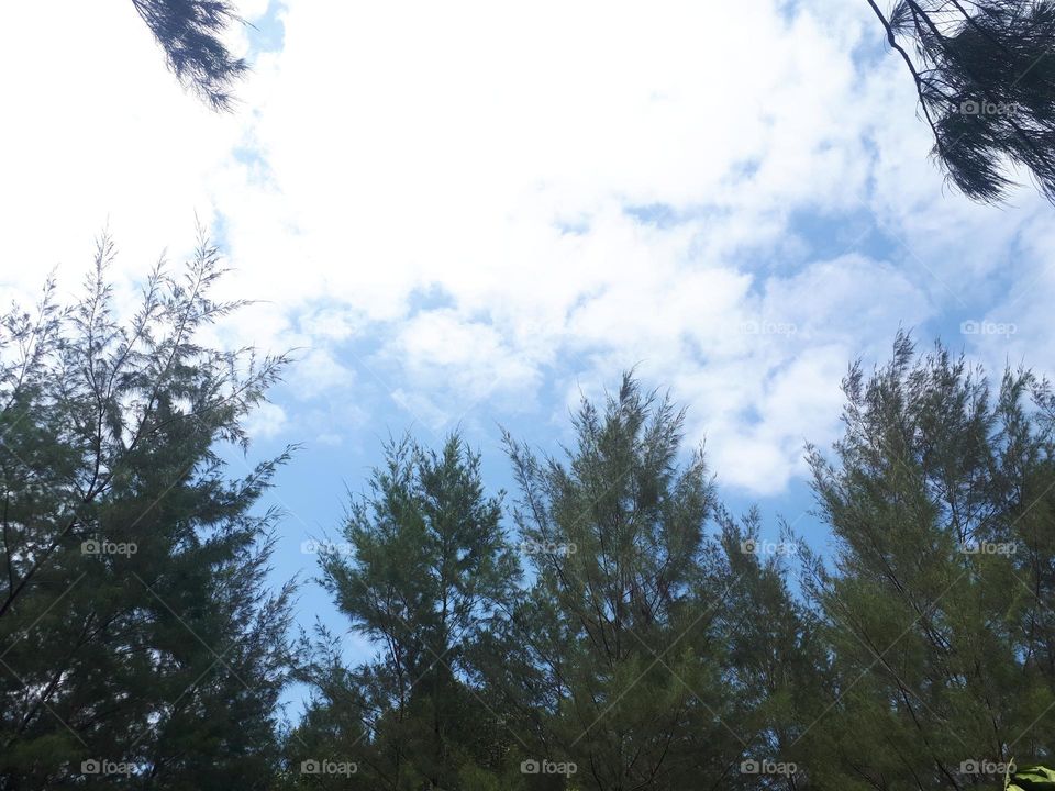 bright green beech and maple forest in spring with lush herbaceous vegetation covering the ground and leaves starting to sprout on sunny day