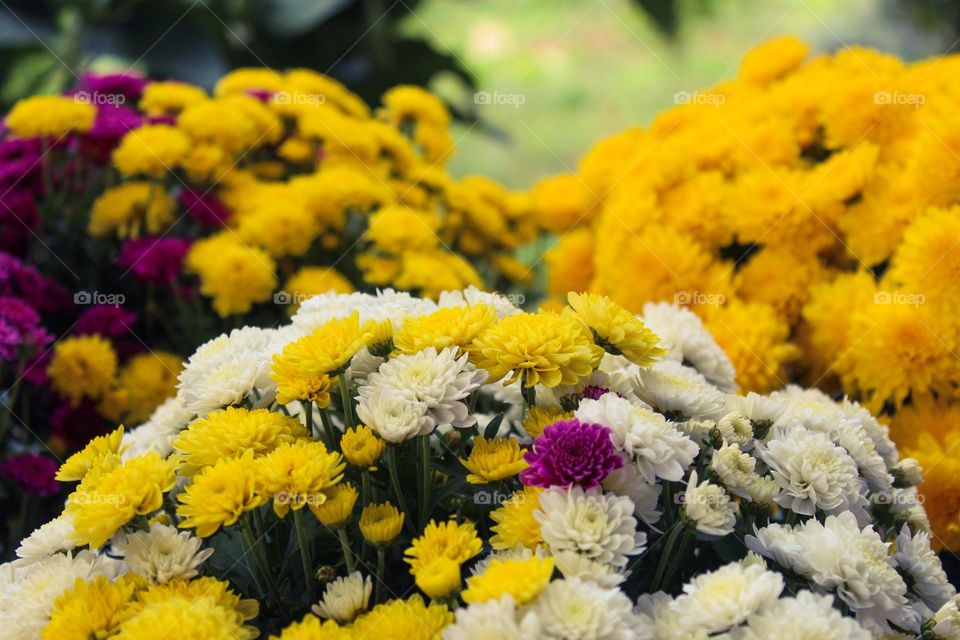 Close up of a bouquet of yellow,  white and pink Chrysanthemums flowers.  Autumn flowers