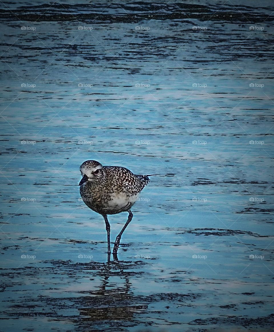 Plover on the shore