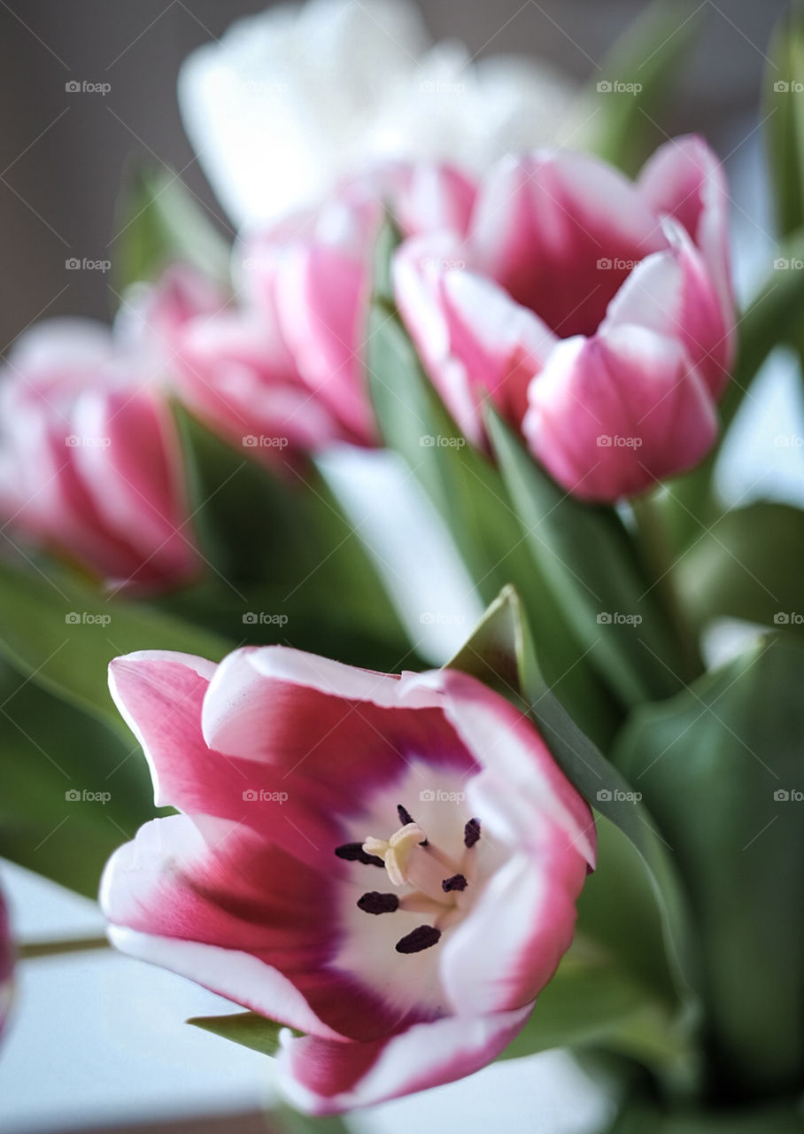 Tulpe Blume