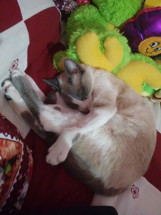 Life with Pets