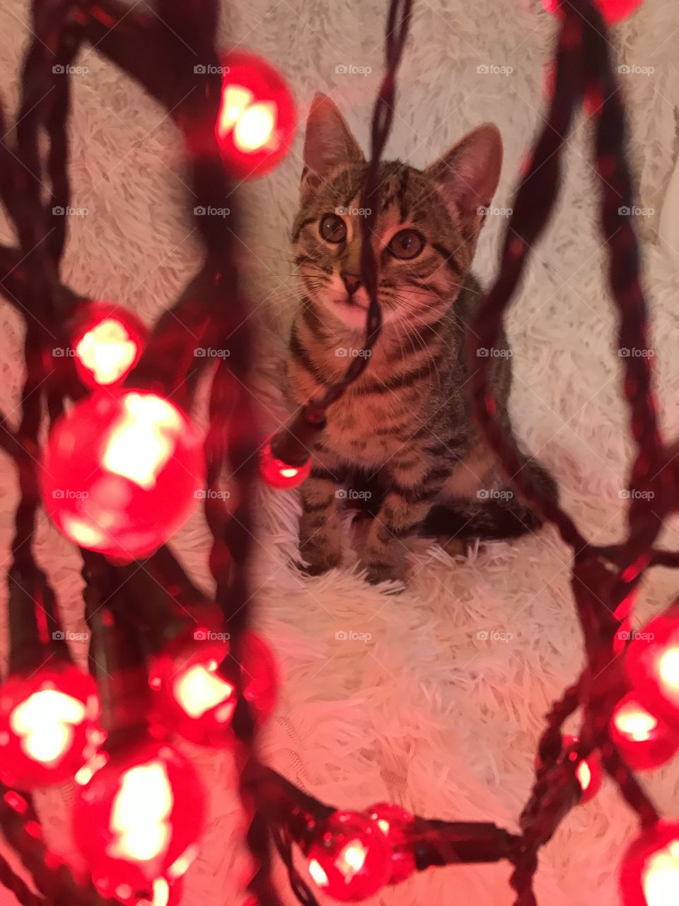 kitten Christmas 