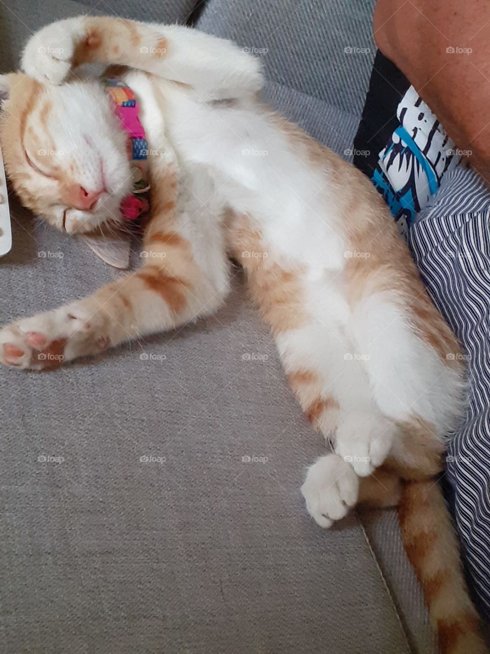 A little kittens nap