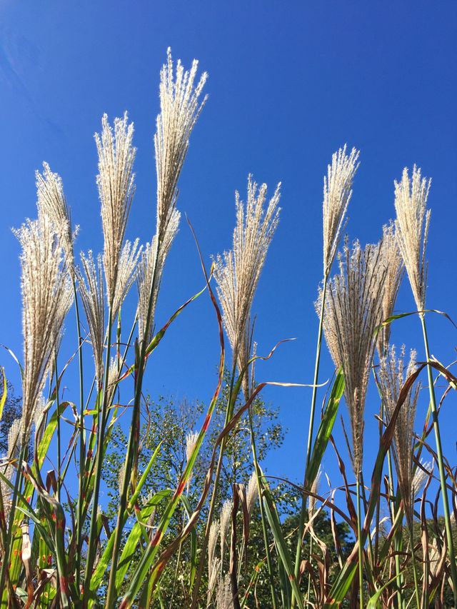Fall Grasses 