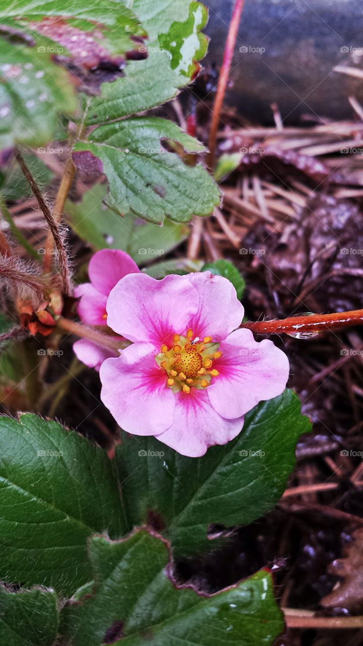 Pink Strawberry Blossom