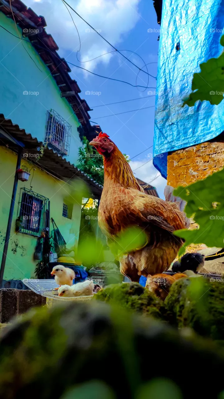 mother hen with baby chicks.