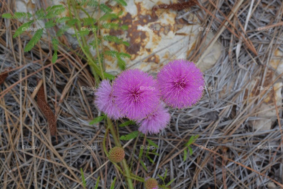 Pink round flower we saw at the state park in Texas this weekend