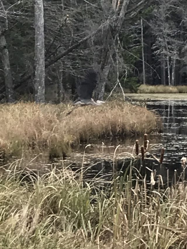 Pond