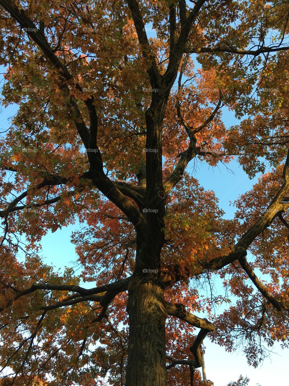 Looking up a tree trunk