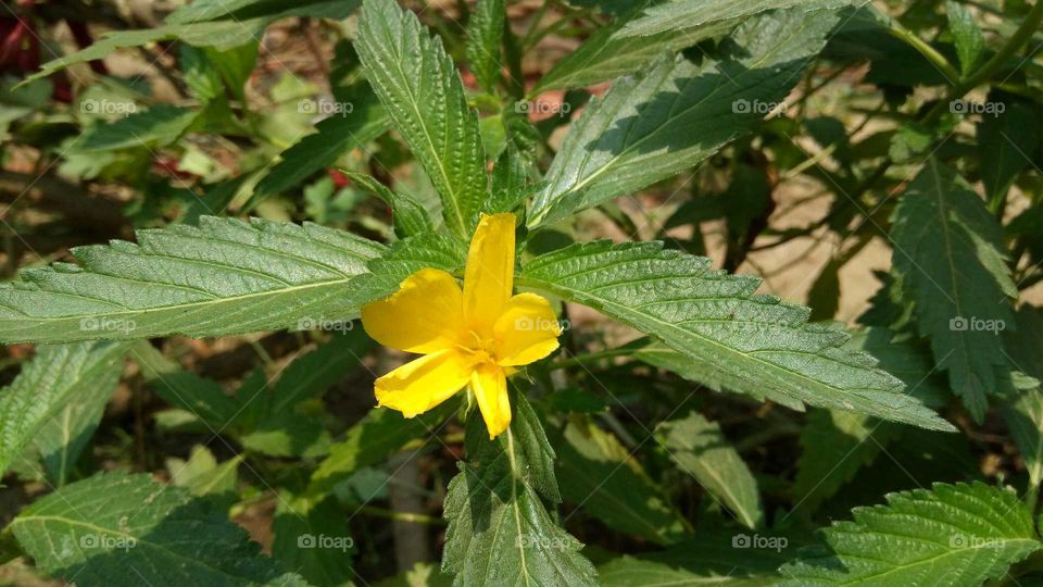 Medicinal plant with leaf and yellow flower.. It helps to reduce Blood pressure