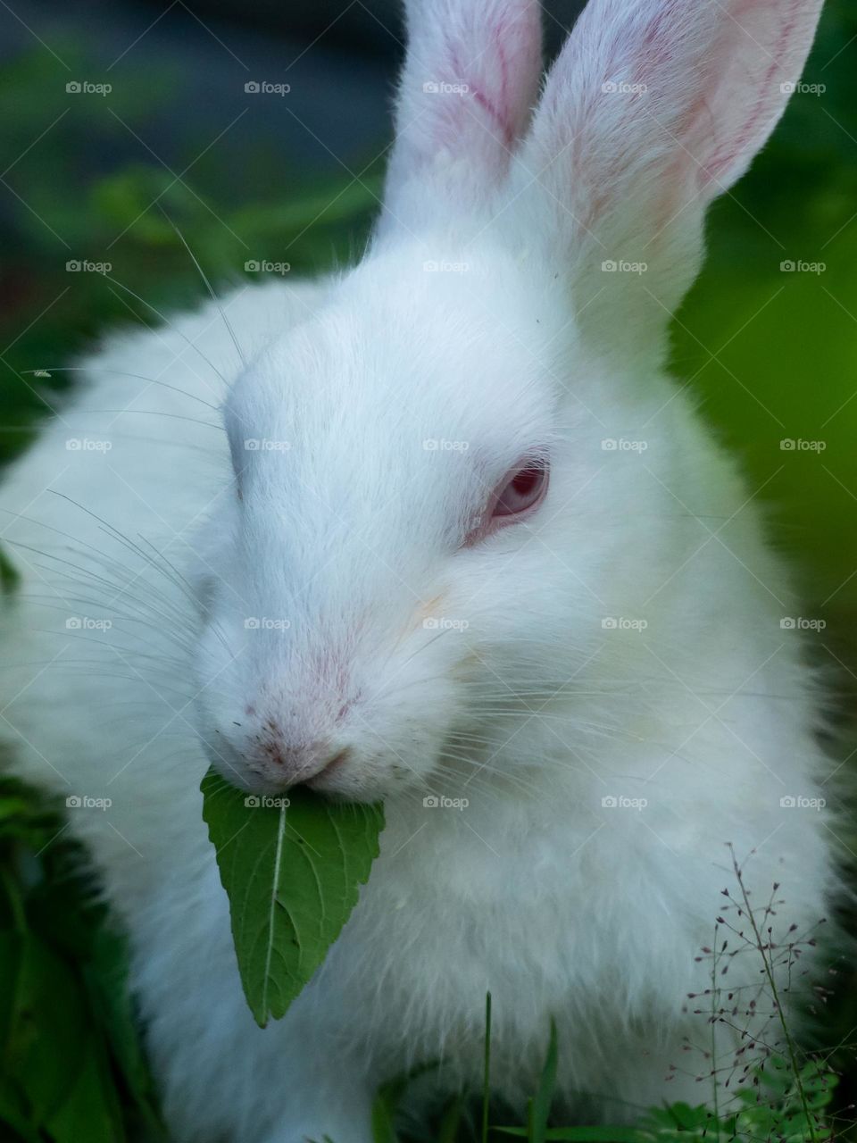 Adorable Bunny