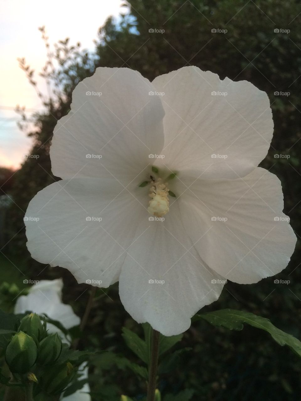 Rose of Sharon 